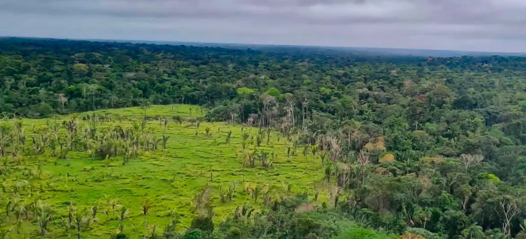 Plano de regeneração da Amazônia incluirá concessões florestais e novas estratégias de restauração