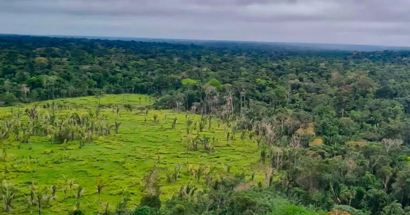 Plano de regeneração da Amazônia incluirá concessões florestais e novas estratégias de restauração