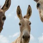 Rio de Janeiro: ONG The Donkey Sanctuary defende agricultura celular como solução em congresso internacional