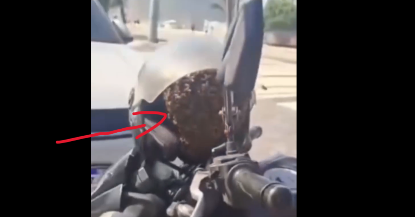 Abelhas invadem capacete no Leme e geram sucesso nas redes sociais