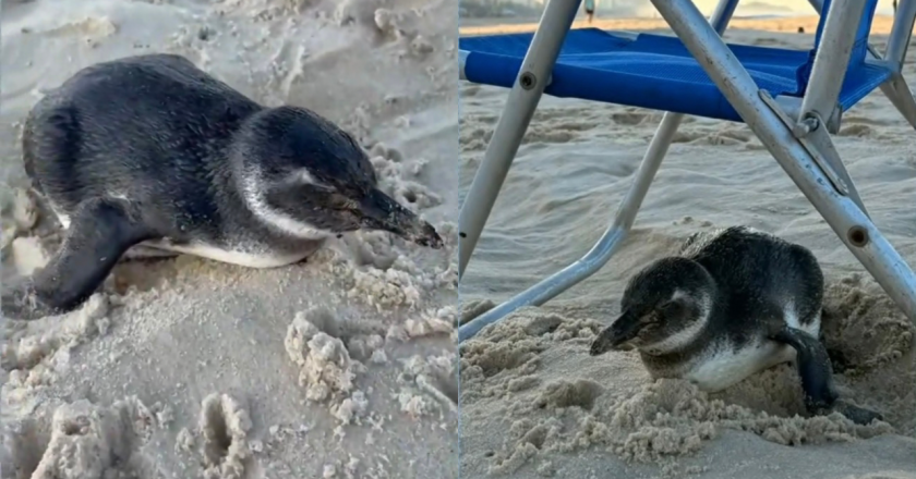 Pinguim faz parada inusitada em Ipanema e se acomoda em cadeira de praia