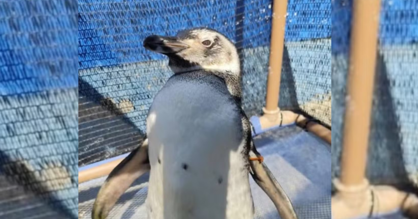 A misteriosa presença dos pinguins-de-magalhães na Costa Verde durante a estação fria