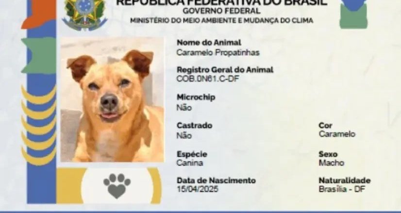 Descubra como registrar seu animal de estimação no SinPatinhas!